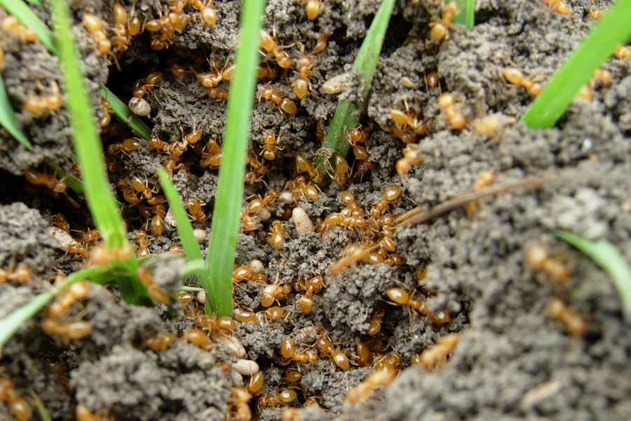 Lasius (Chthonolasius) sp. (gruppo umbratus)